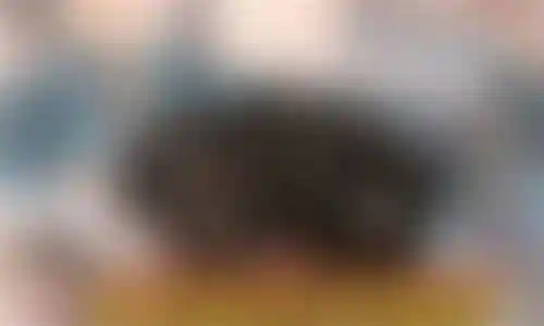 黑背攻略插图