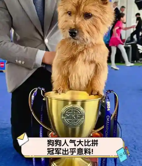 小狗夺冠阵容插图