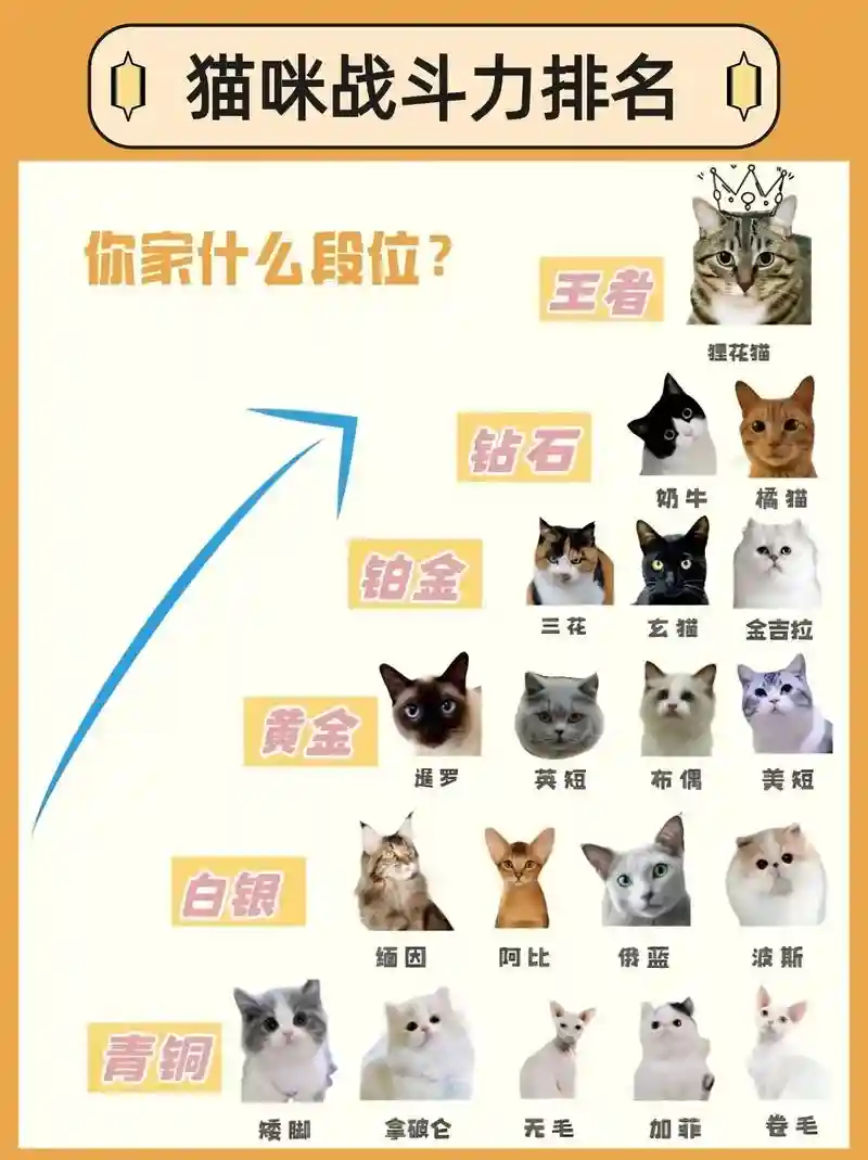 emo猫猫阵容