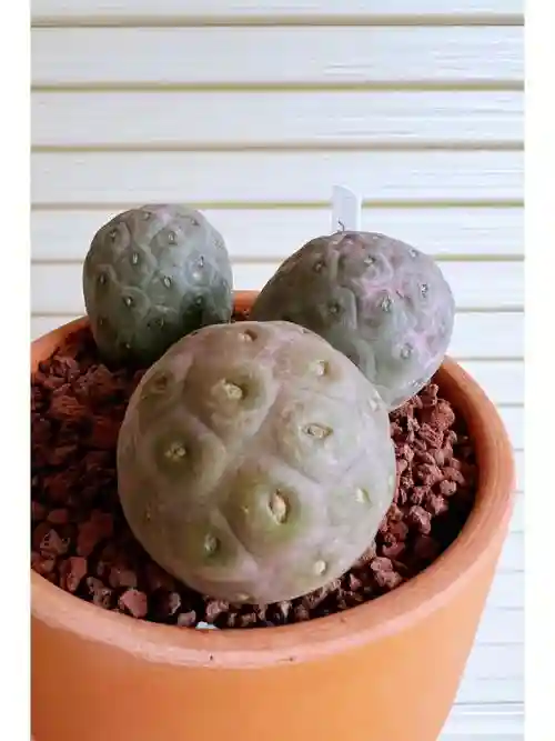 太空土豆攻略