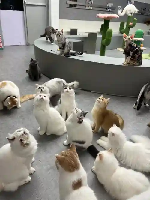 大雪猫咪阵容插图