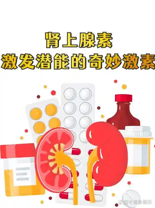 肾上腺激素阵容插图