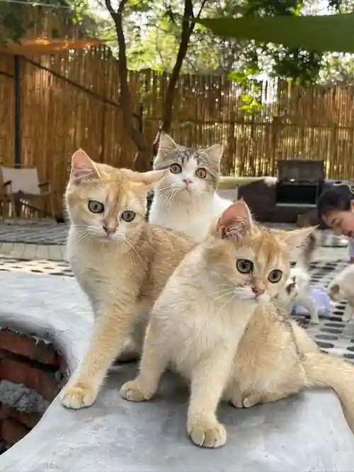 旺盛猫咪阵容_1插图1