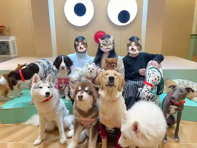 狗嗨阵容_1插图