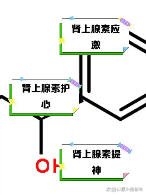 肾上腺激素阵容插图1