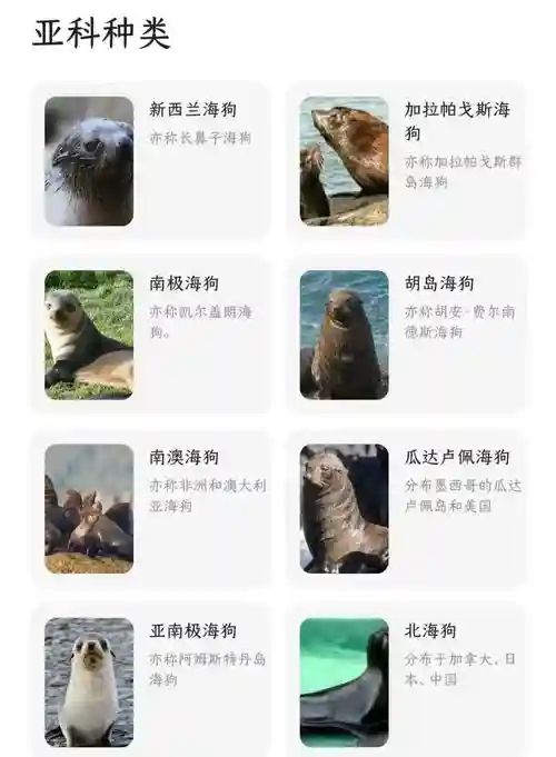 海狗阵容部落